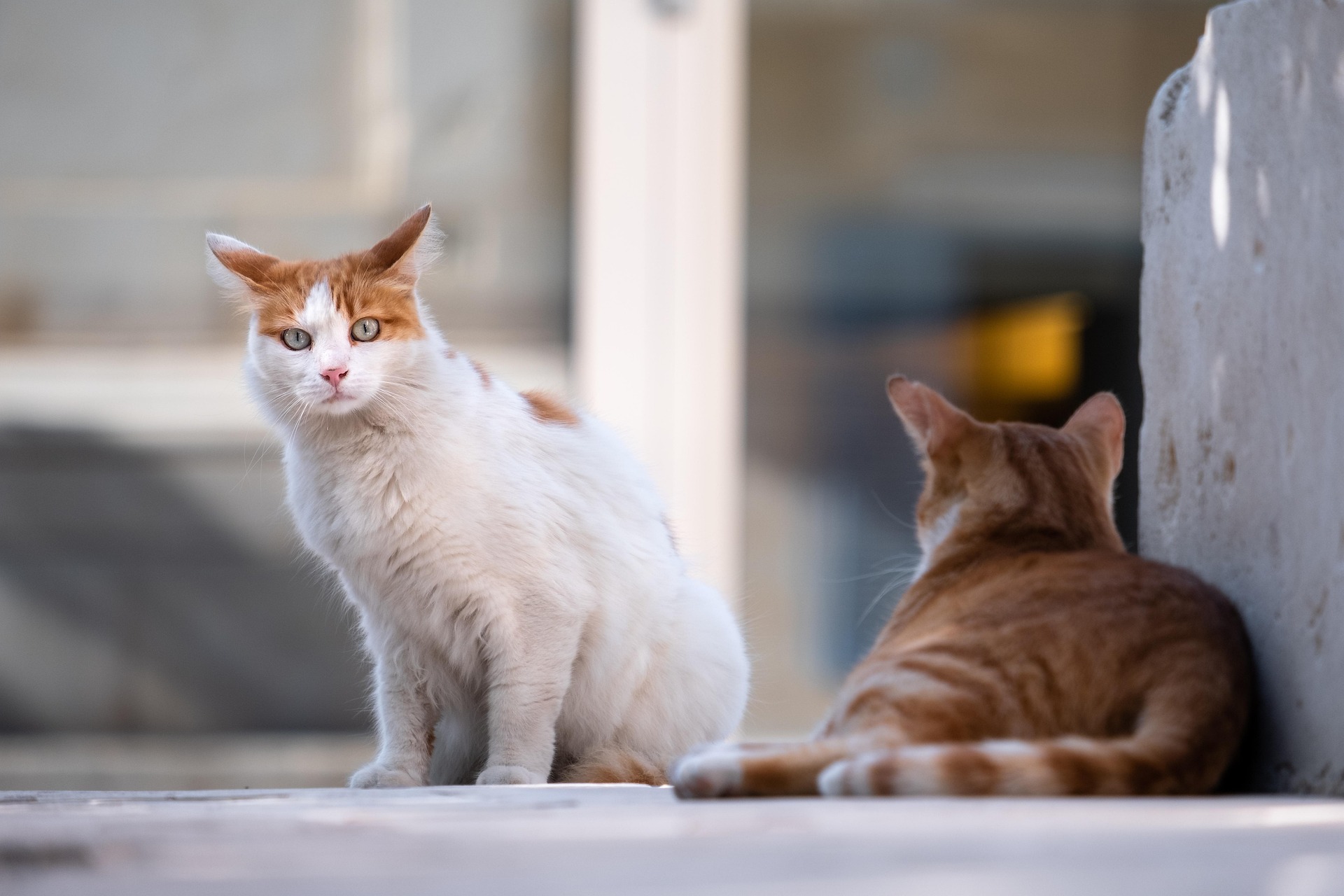 Katze 5