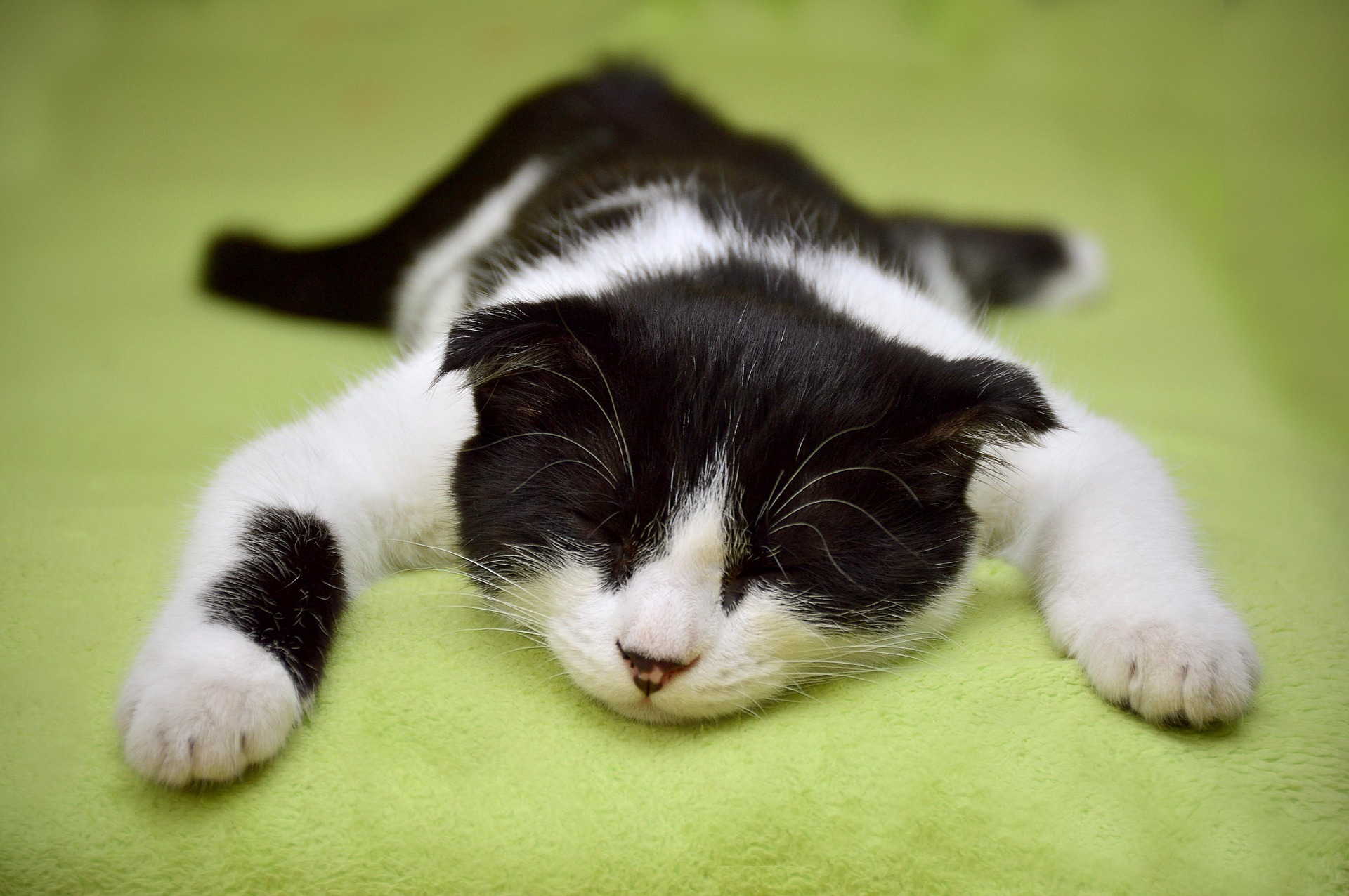 Katze 3