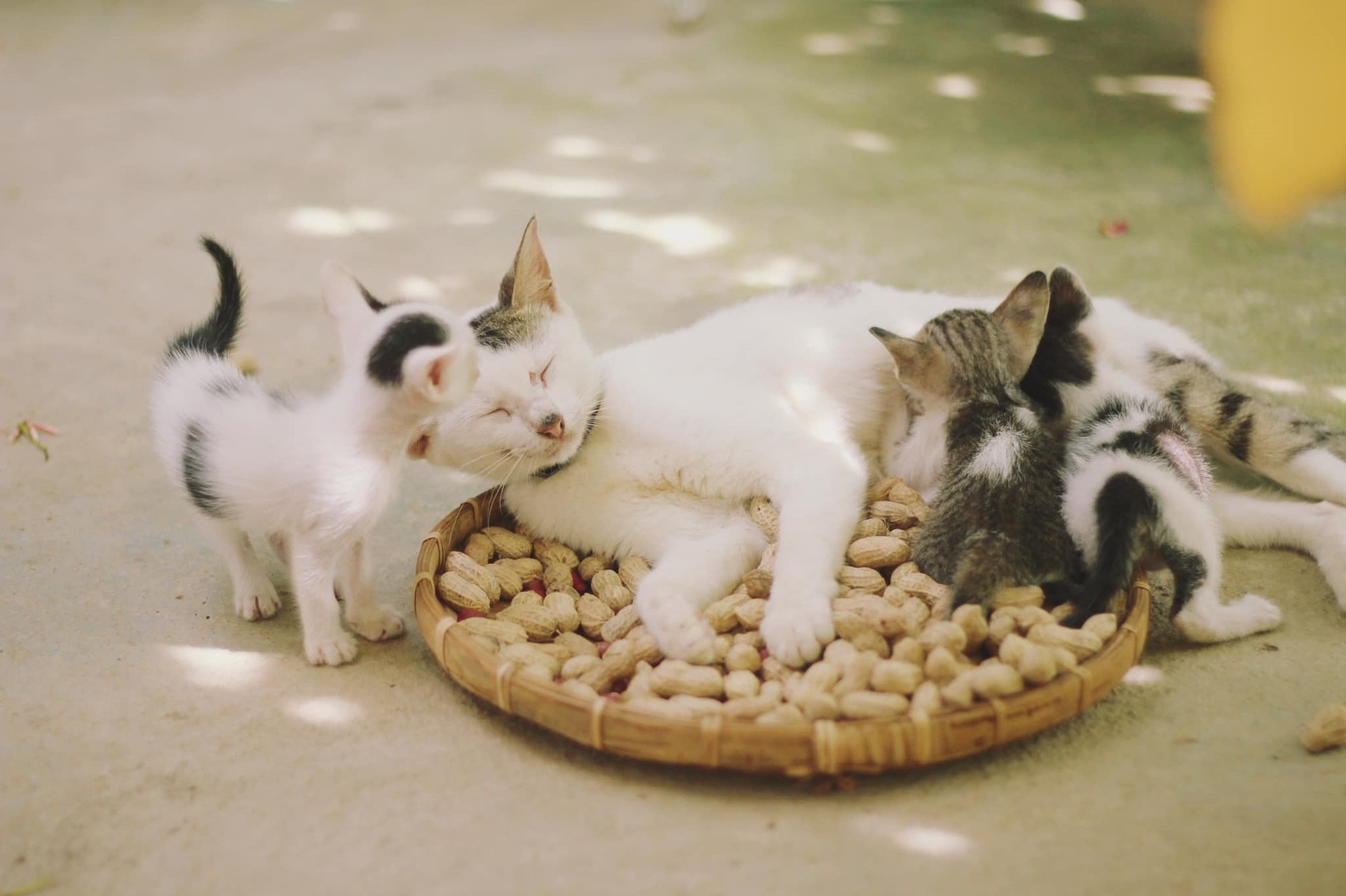 Katze 4