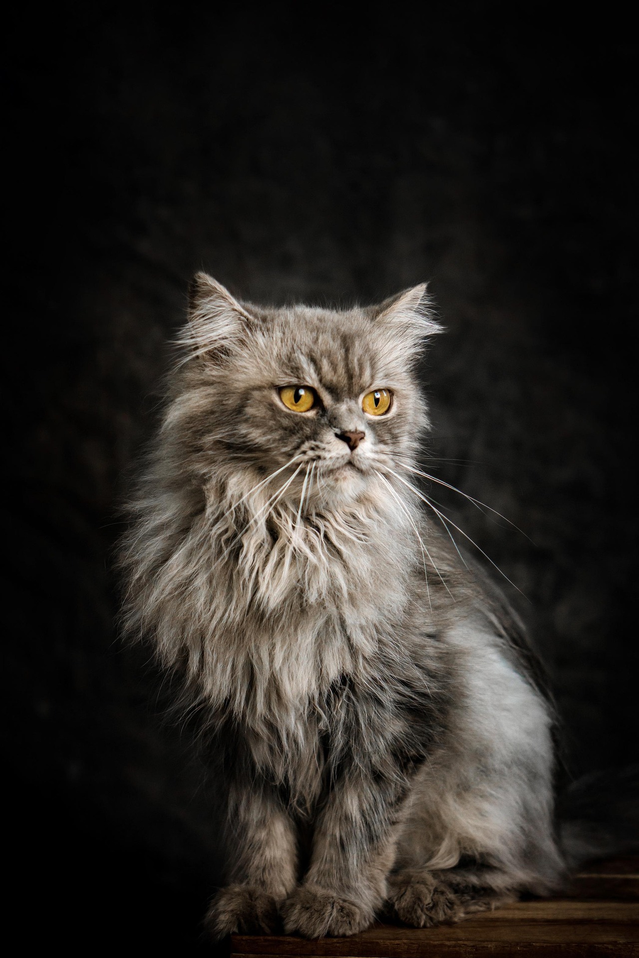 Katze 2