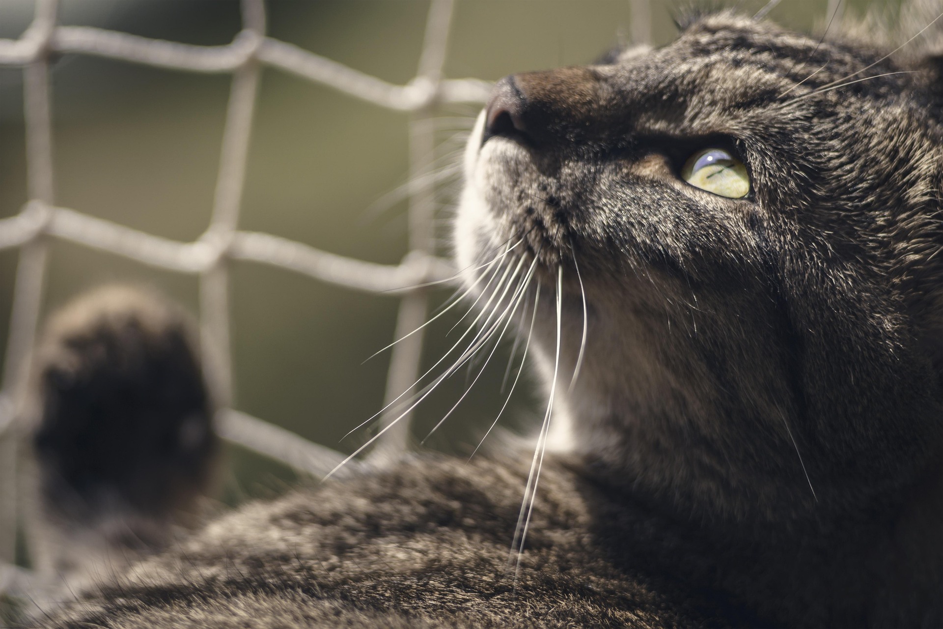 Katze 1