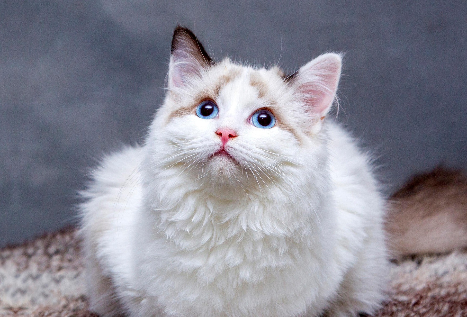 Katze 6
